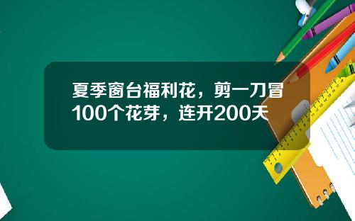 夏季窗台福利花，剪一刀冒100个花芽，连开200天